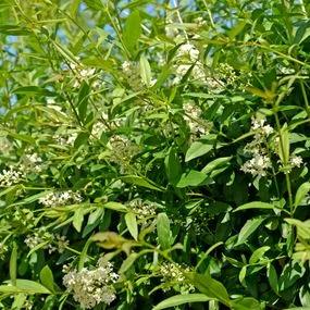 Privet Wild (Ligustrum vulgare) hedging 2